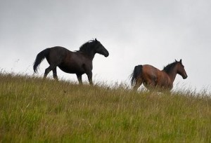 Social media horses running away