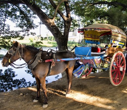 Horse and cart